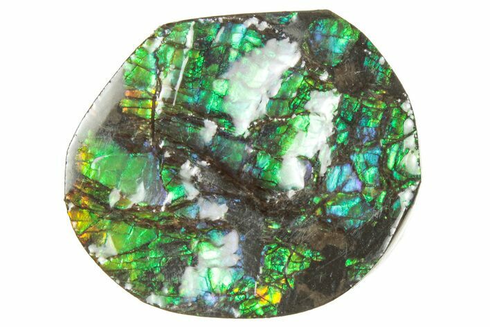 Iridescent Ammolite (Fossil Ammonite Shell) - Alberta #357406